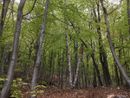 La Valle Tanaro diventa un laboratorio a cielo aperto per lo studio e la sostenibilità delle foreste alpine
