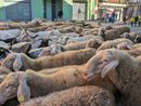 No alla transumanza: ordinanza del sindaco di Bellino per impedire il passaggio di 700 pecore