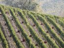Langhe Nebbiolo e Barbera d’Alba, il Consorzio approva la riduzione delle rese per il 2025