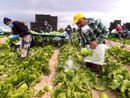 In Piemonte stop al lavoro per braccianti ed operai sotto il sole In Piemonte stop al lavoro per braccianti ed operai sotto il sole