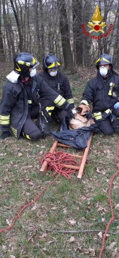 Vigili del fuoco salvano un pastore tedesco scivolato in un torrente a Beinette