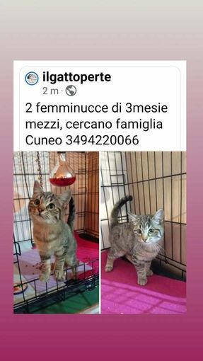 Il gatto per te micette in adozione