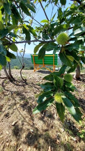 Battifollo si prepara alla castagnata