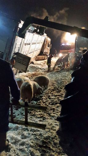 Camion carico di maiali si ribalta a Vottignasco