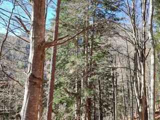 Crevoladossola (Vb), Abete rosso