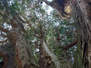 Varallo Pombia (No), Libocedro rami