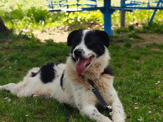 Il cane Macchia Il cane Macchia
