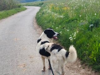 Il cane Macchia Il cane Macchia