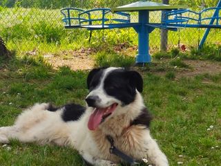 Il cane Macchia Il cane Macchia