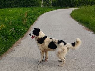 Il cane Macchia Il cane Macchia