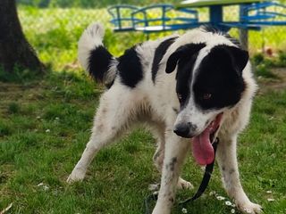 Il cane Macchia Il cane Macchia