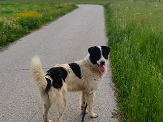 Il cane Macchia Il cane Macchia