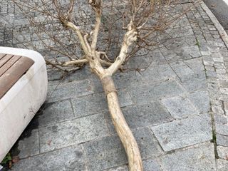 L'albero spezzato in corso Piave (Foto Facebook Massimo Reggio)