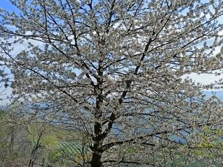 L'area boschiva sopra i vigneti