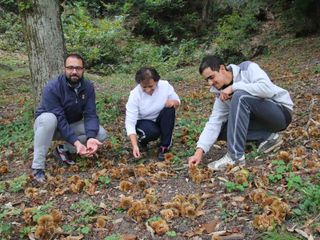 Il sindaco Baudino, mamma Franca e Marco raccolgono castagne