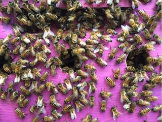 Api al lavoro Api al lavoro