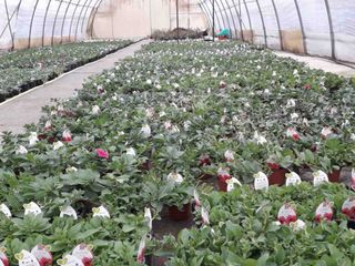 Una serra con le surfinie in fase di crescita