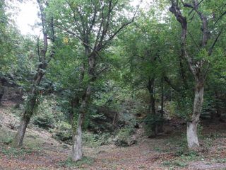 Un castagneto dell'azienda agricola Becotto