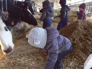 I bambini danno il cibo alle mucche