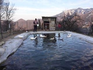 Il laghetto con le oche e le anatre