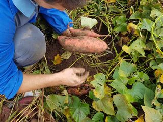 La raccolta delle batate La raccolta delle batate
