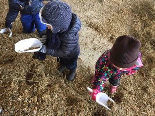 Il cibo per i bovini