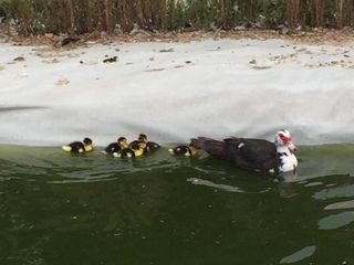 Un'anatra con i piccoli all'interno del laghetto