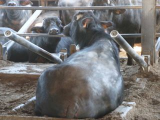 Una bufala si riposa nella lettiera