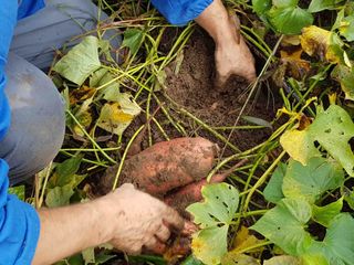 Mauro impegnato nella raccolta delle batate Mauro impegnato nella raccolta delle batate