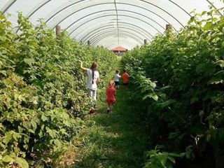 La raccolta dei lamponi