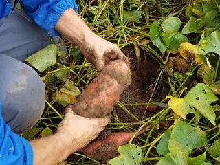 Una batata di grandi dimensioni Una batata di grandi dimensioni