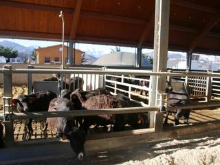 I bufali appena svezzati con la cornice delle montagne alle spalle