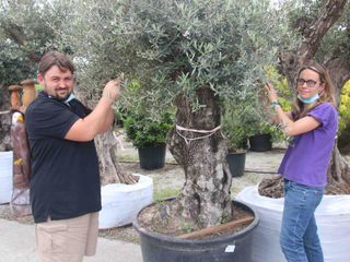 Alex e Sara al lavoro su una pianta di ulivo