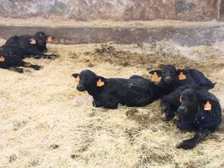 Piccoli bufali appena nati