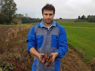 Altre batate appena raccolte Altre batate appena raccolte