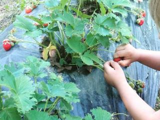 Si raccolgono i frutti