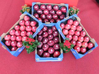 La Mela Rossa Cuneo Igp in bella vista La Mela Rossa Cuneo Igp in bella vista