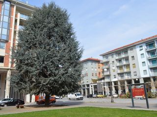 Immagine dei cedri di piazza Europa