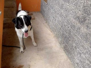 Il cane nei pressi di Borgo San Dalmazzo che cerca casa