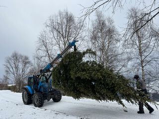 Il trasporto del cimale dell'albero da Pian Munè
