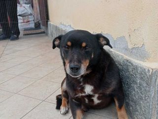 Zorro Zorro