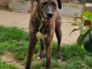 Amici a 4 zampe della Casa di Freddy a Busca