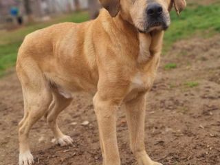 Amici a 4 zampe della Casa di Freddy a Busca