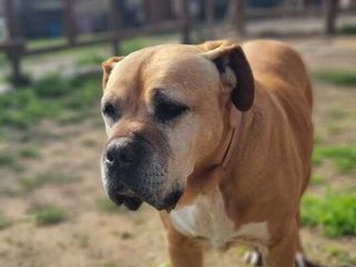 Amici a 4 zampe della Casa di Freddy a Busca