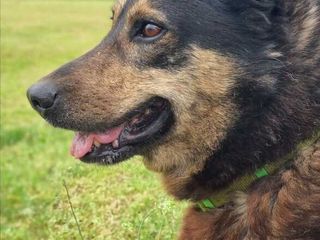 Amici a 4 zampe della Casa di Freddy a Busca