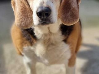 Amici a 4 zampe della Casa di Freddy a Busca