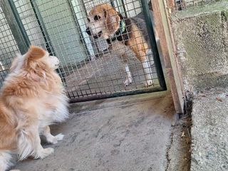 Il cagnolino Spritz Il cagnolino Spritz