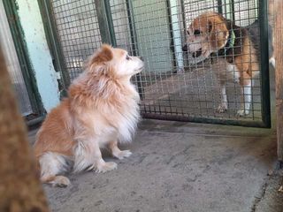 Il cagnolino Spritz Il cagnolino Spritz