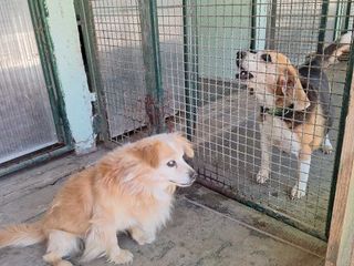 Il cagnolino Spritz Il cagnolino Spritz