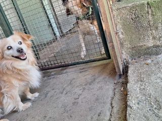 Il cagnolino Spritz Il cagnolino Spritz